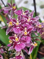 Carica l'immagine nel visualizzatore Galleria, Oncidium Titanium Treasure