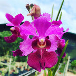 Carica l'immagine nel visualizzatore Galleria, Papilionanda Ruby Prince