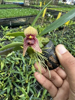 Carica l'immagine nel visualizzatore Galleria, Trias disciflora (Syn. Bulbophyllum disciflorum)