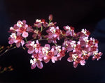 Carica l'immagine nel visualizzatore Galleria, Oncidium Twinkle