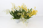 Carica l'immagine nel visualizzatore Galleria, Oncidium Twinkle MIX piante grandi