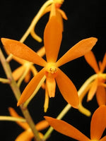 Carica l'immagine nel visualizzatore Galleria, Vanda syn. Ascofinetia Twinkle (Neofinetia falcata X Ascocentrum miniatum)