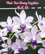 Carica l'immagine nel visualizzatore Galleria, Phalaenopsis Tzu Chiang Sapphire