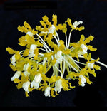Carica l'immagine nel visualizzatore Galleria, Laelia undulata var. alba