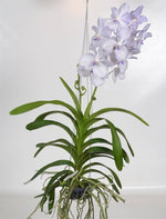 Carica l'immagine nel visualizzatore Galleria, Vanda Lavender Mist