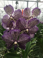 Carica l'immagine nel visualizzatore Galleria, Vanda Lilac Starlight