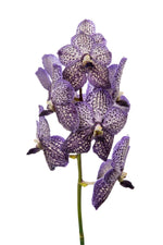 Carica l'immagine nel visualizzatore Galleria, Vanda Lilac Starlight