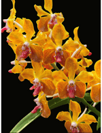 Carica l'immagine nel visualizzatore Galleria, Vanda M. V. Tannins 'Kirk' AM/AOS (Vanda Mem. Thien chai x V. lamellata)