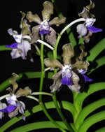 Carica l'immagine nel visualizzatore Galleria, Vanda tessellata