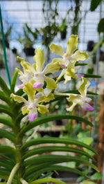 Carica l'immagine nel visualizzatore Galleria, Vanda tessellata f. semialba