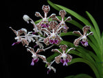 Carica l'immagine nel visualizzatore Galleria, Vanda tricolor var. suavis