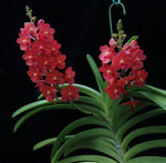 Carica l'immagine nel visualizzatore Galleria, Vascostylis Pine rivers red