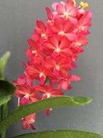 Carica l'immagine nel visualizzatore Galleria, Vascostylis Pine rivers red