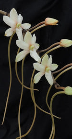 Carica l'immagine nel visualizzatore Galleria, Aerangis verdickii