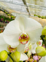Carica l'immagine nel visualizzatore Galleria, Phalaenopsis Victoria
