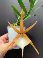 Carica l'immagine nel visualizzatore Galleria, Angraecum viguieri