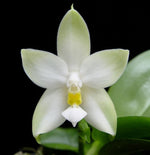 Carica l'immagine nel visualizzatore Galleria, Phalaenopsis violacea var. alba
