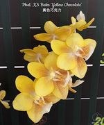 Carica l'immagine nel visualizzatore Galleria, Phalaenopsis KS Balm 'Yellow Chocolate'