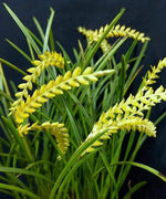 Carica l'immagine nel visualizzatore Galleria, Dendrochilum wenzelii var. alba (yellow form)