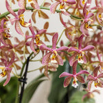 Carica l'immagine nel visualizzatore Galleria, Phalaenopsis Yaphon Pink Lady (Jiaho's Pink Girl 'Sweet Fragrance' x mannii 'Black')