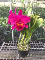 Carica l'immagine nel visualizzatore Galleria, Rhyncholaeliocattleya Shang Ding Red Dragon