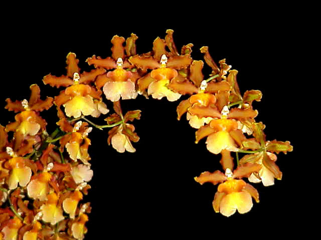 Cambria