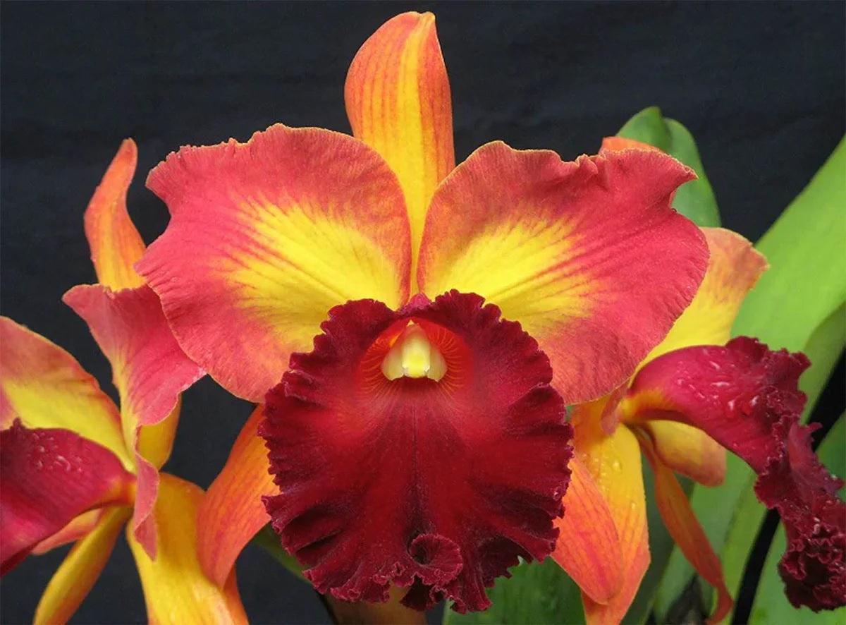 Cattleya