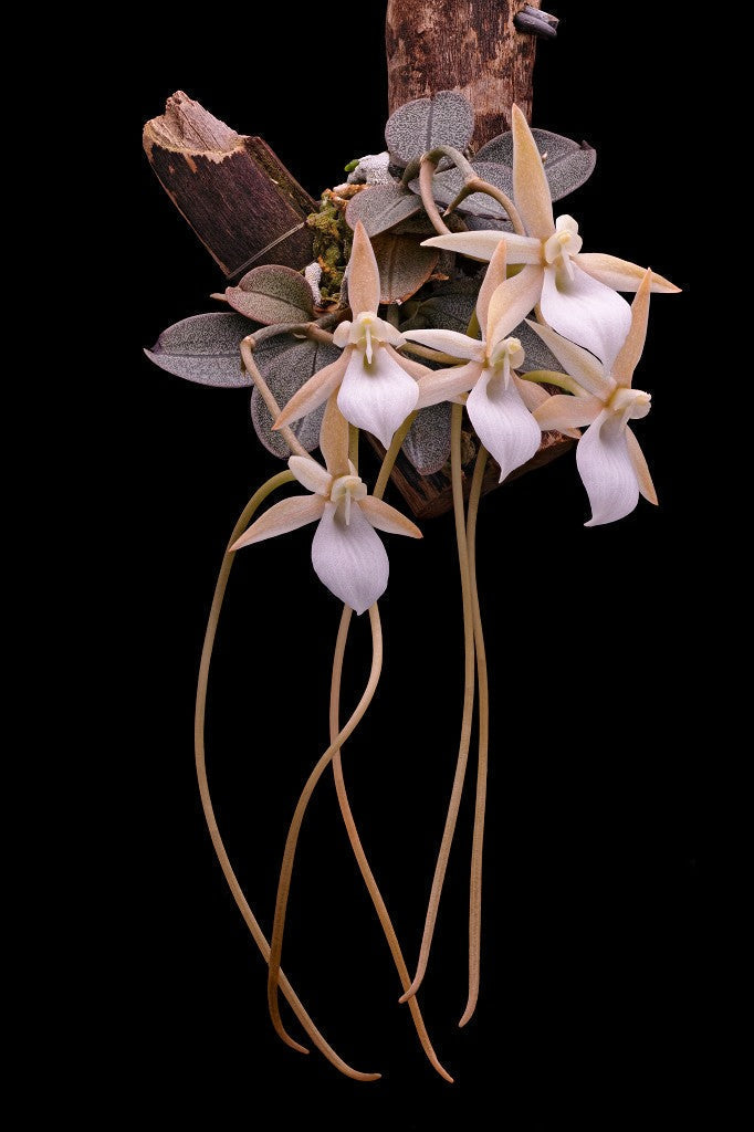 Aerangis