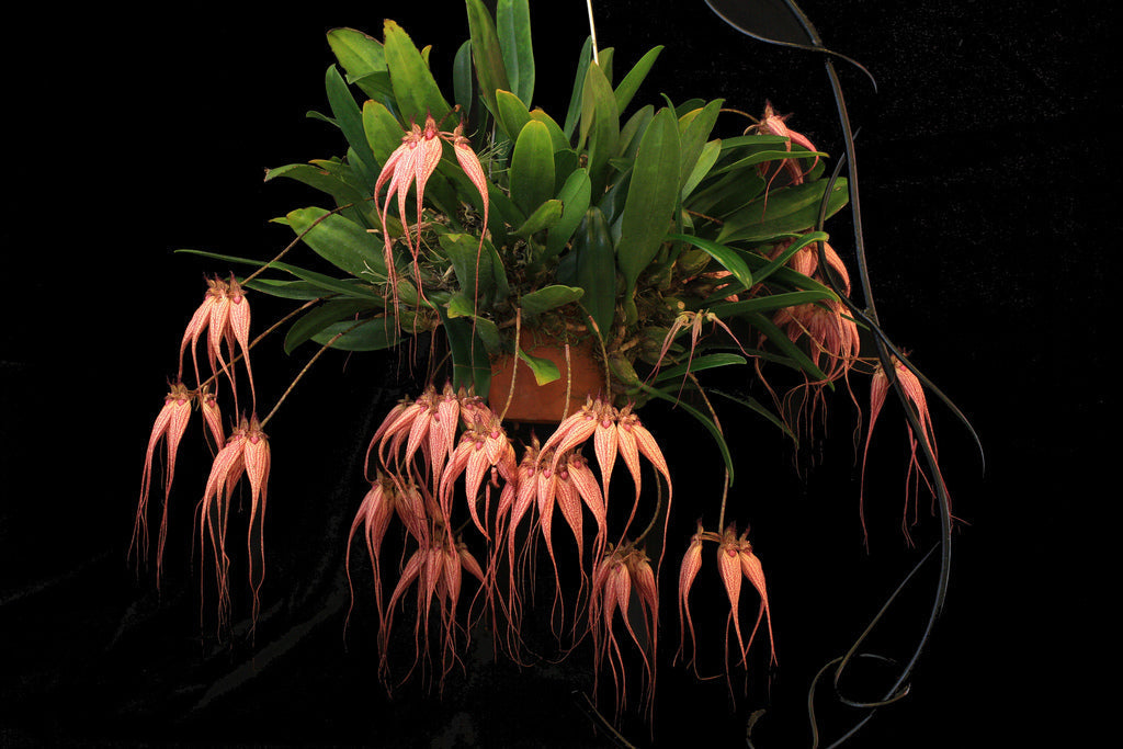 Bulbophyllum