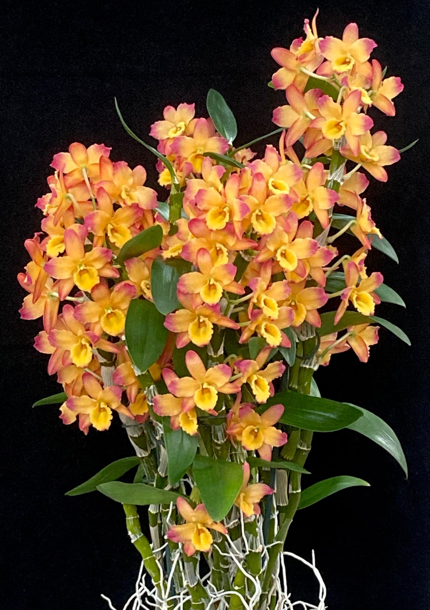 Dendrobium