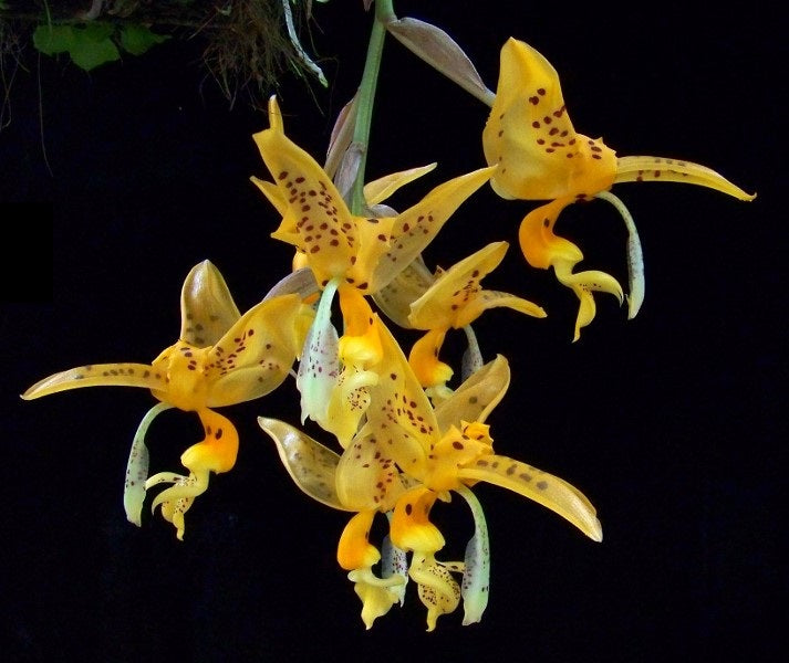 Stanhopea