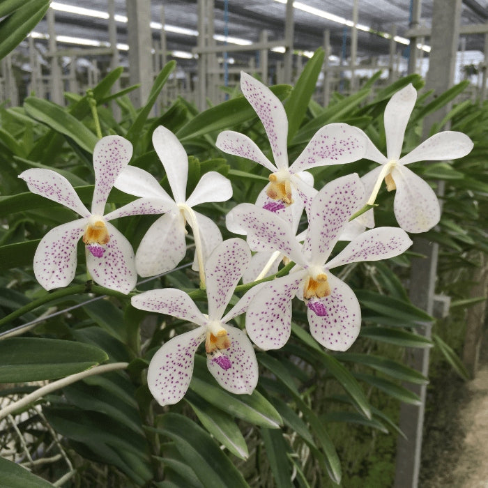 Aranda Jairak White