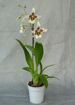 Carica l&#39;immagine nel visualizzatore Galleria, Beallara Tahoma Glacier (Brat. Cartagena x Onc. Alaskan Sunset)
