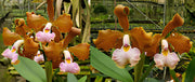 Cattleya velutina 'Tigresa' x Tipo 'Luiz Claudio' - Br Orquidea