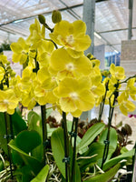 Carica l'immagine nel visualizzatore Galleria, Phalaenopsis Younghome Lemon Yellow - Big Lip