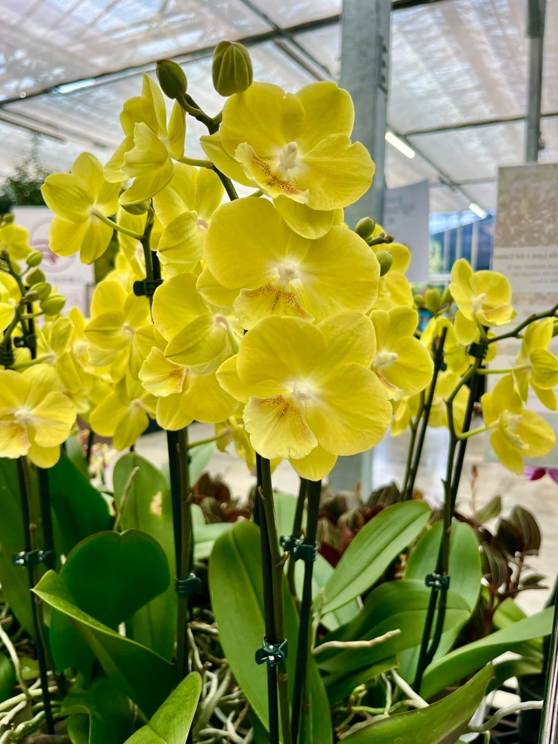 Phalaenopsis Younghome Lemon Yellow - Big Lip