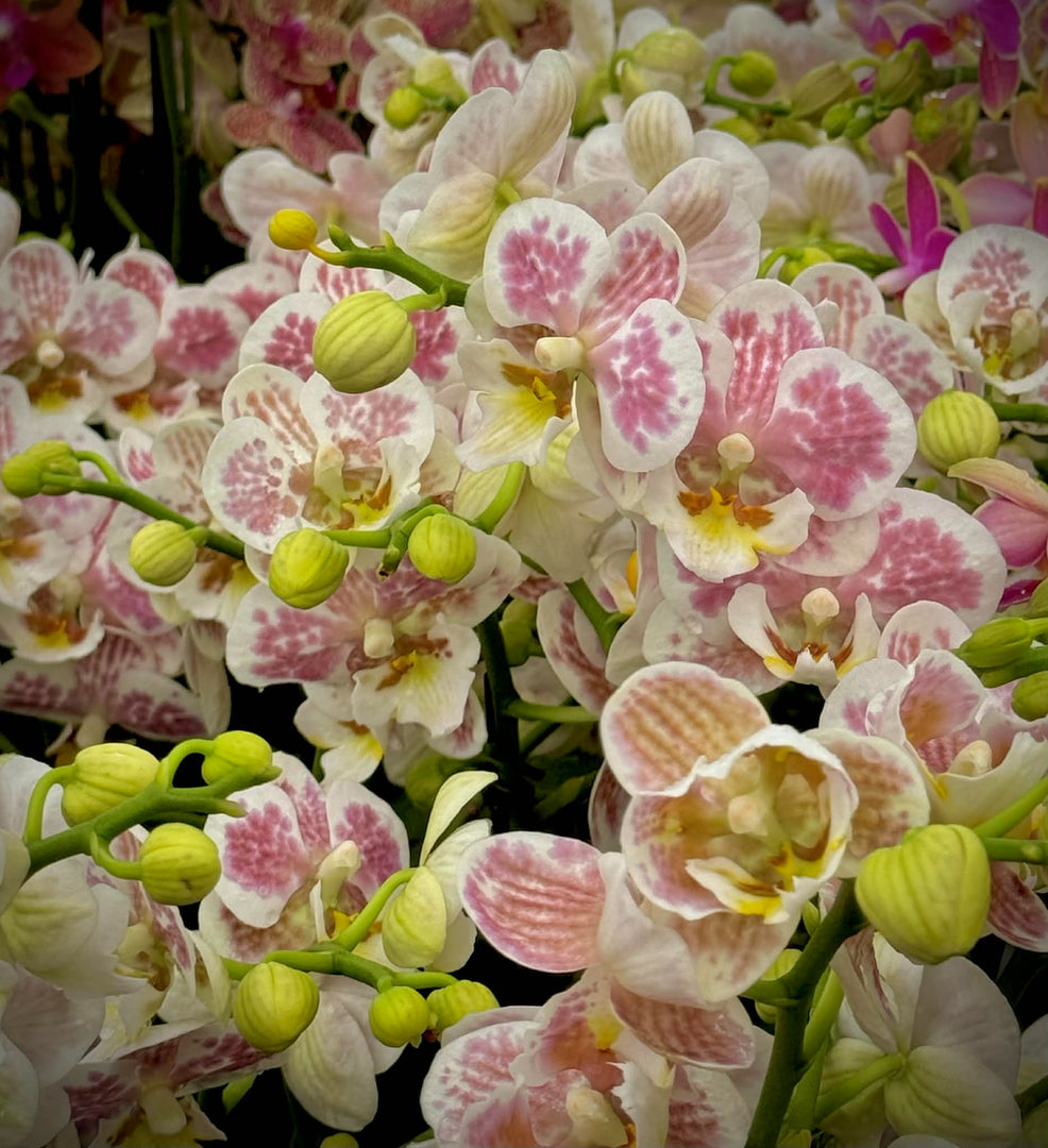 Phalaenopsis Spotty Brigitte