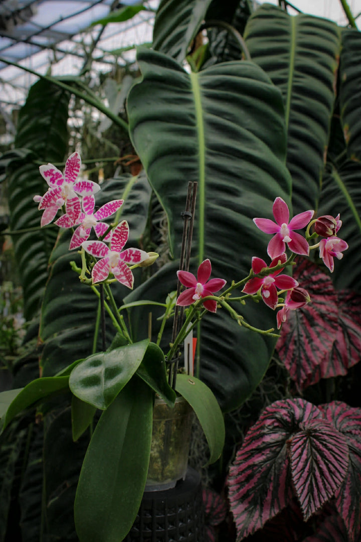 Phalaenopsis Double Shot ((amabilis x tetraspis #C1) x tetraspis #C1)