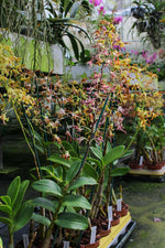 Carica l'immagine nel visualizzatore Galleria, Dendrobium Spatulata Hybrid