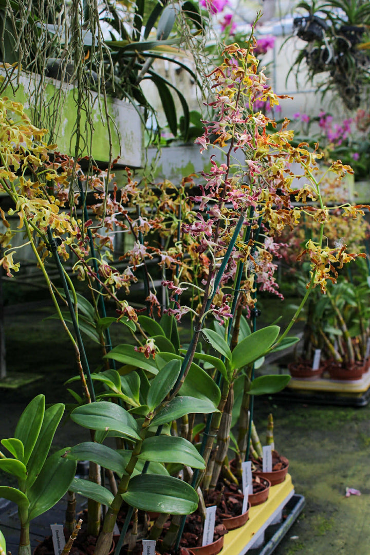Dendrobium Spatulata Hybrid