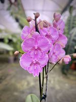 Carica l&#39;immagine nel visualizzatore Galleria, Phalaenopsis Impavida
