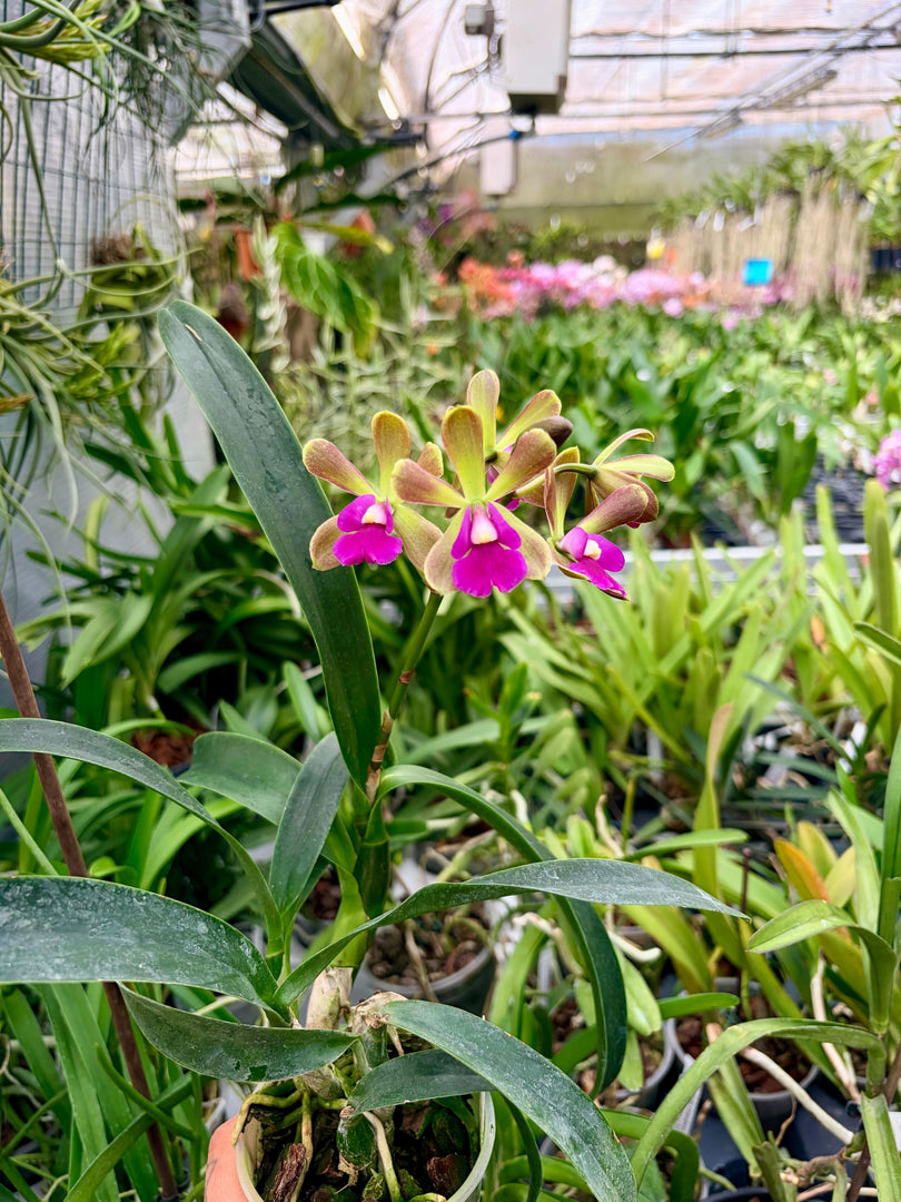 Robertsara Green Wonder (Epidendrum Mabel Kanda x Cattleya Loog Tone)