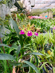 Robertsara Green Wonder (Epidendrum Mabel Kanda x Cattleya Loog Tone)