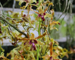 Carica l'immagine nel visualizzatore Galleria, Dendrobium Spatulata Hybrid