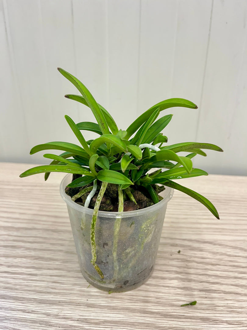 Neofinetia falcata 'Tenkobai' 天紅梅 - BIG