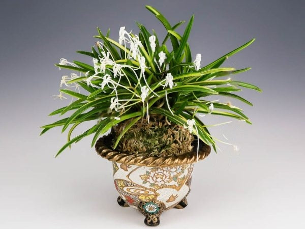 Neofinetia falcata 'Asahiden’ 朝日殿