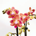 Carga la imagen en el visor de la Galería, Phalaenopsis Chingruey's Goldstaff - Pelórica