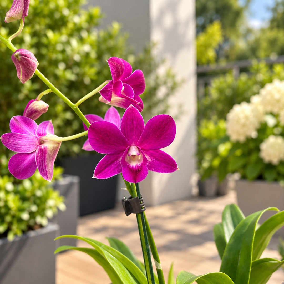 Dendrobium Burana Red Ruby (Dendrobium Phalaenopsis)