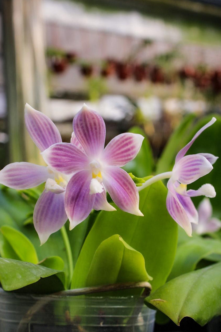 Phalaenopsis speciosa 'Iron Purple'