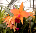 Carica l'immagine nel visualizzatore Galleria, Cattleya Miva Remi